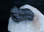 Good Sized Gerastos Trilobite From Morocco #2076-2